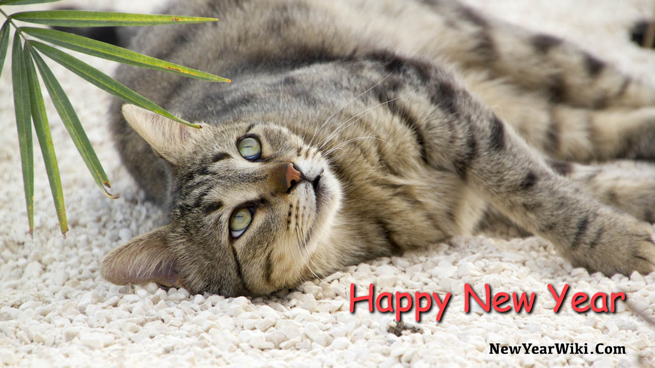 Happy New Year Cat Photos