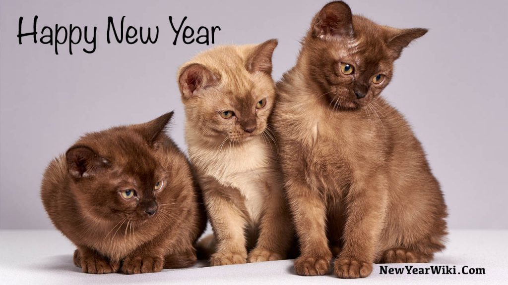 Happy New Year Kitten Photos 2024 New Year Kitten Images New Year Wiki