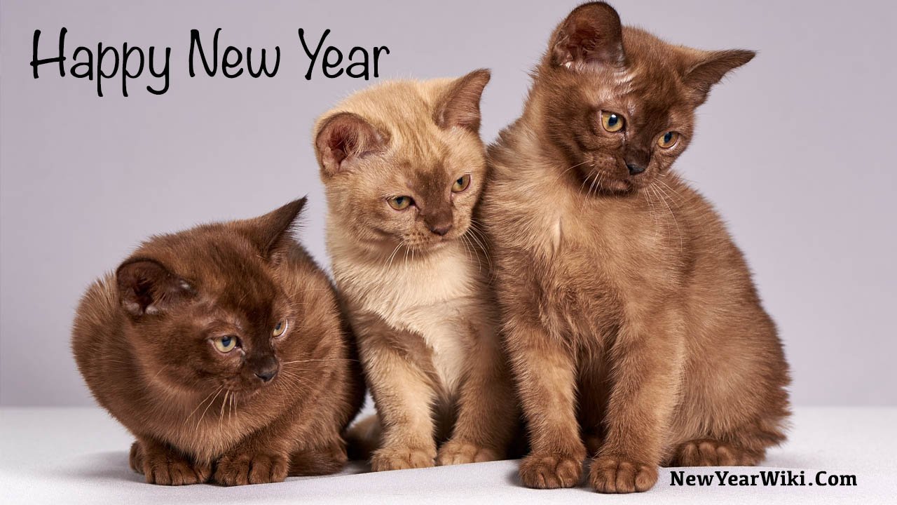 Happy New Year Kitten Photos