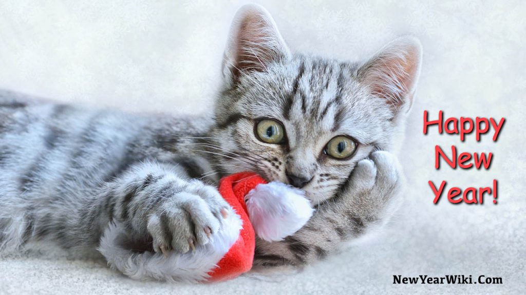 Happy New Year Kitten Photos 2021: New Year Kitten Images - New Year Wiki