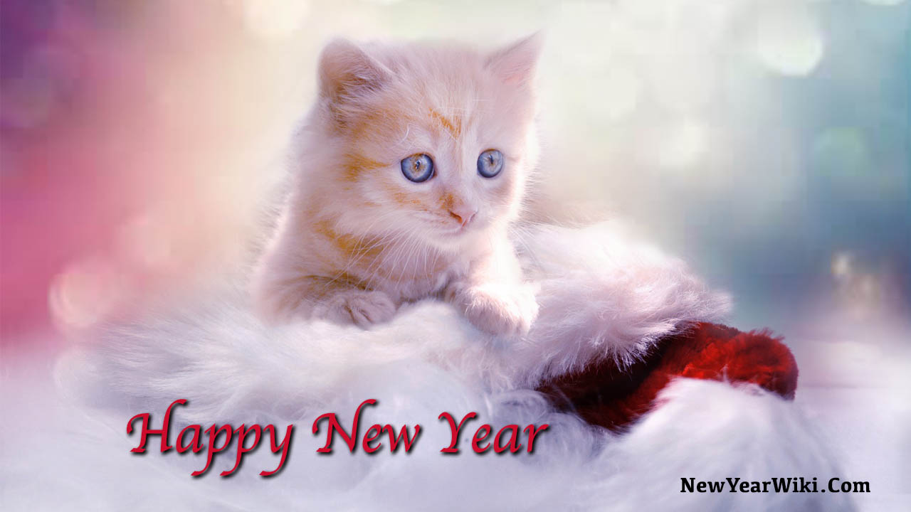 New Year Kitten Photos