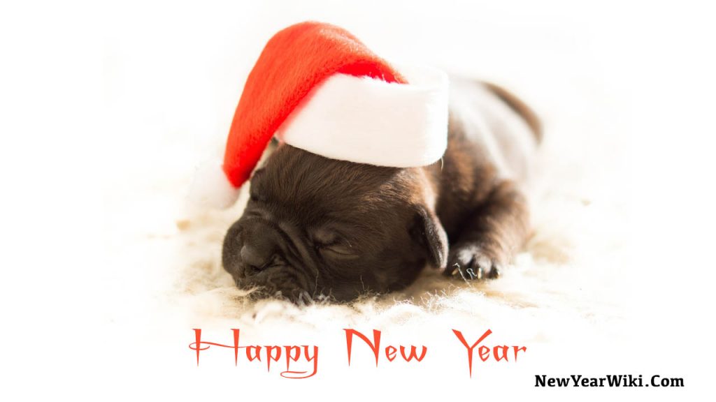 Happy New Year Dog Pictures New Year 2024 Puppy Images New Year Wiki